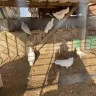 حمام فرنسي غير منتج