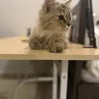 قطه بيت اليفه للتبني