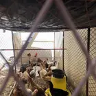 ديوك
