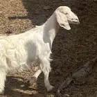 عناق صغيره صحتها شرط