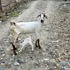 عنز بيشيه