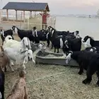 معزا عوارض