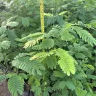 شتلات و اشجار ظل و زينه و نباتات مثمره بريال ونصف بس