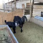 عنز