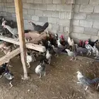 دجاج فيومي و بلدي بياض