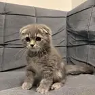 قطط سكوتش فولد للبيع