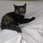 قطط للتبني كيتنز