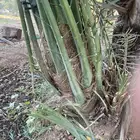 صنيه روثان فاخره