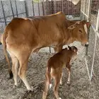 بقره للبيع