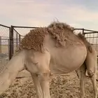 قعود لحم