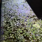 نبات مائي