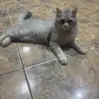 للتبني قط
