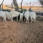 للبيع شياه حريات