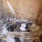 حمام باكستاني