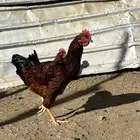 ديك فرنسي عمره 5 شهور