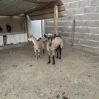 عنزبنت وعل معها تيس