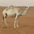 ناقه لقحه سديس كحيلانيه الموقع ضواحي الغاط