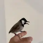 تم البيع