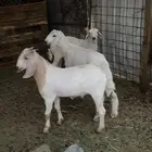 تيس وخروف