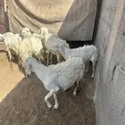 حريات