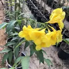شتلات أكاسيا ورد اصفر وتاكوما وجهنميه الوان وغيرها