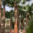 نخل واشنطن زينه