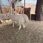 طليان ذبايح ضيوف وثلاجة مع ذبح وتوصيل.