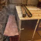 أقفاص دجاج