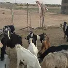 تيوس للبيع