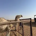 قعود اشقح للبيع