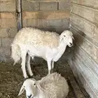 لبيع غنم حريات