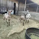 ماعز عماني جيشي