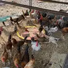 دجاج بلدي