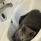 قطه انثى سكوتش ستريت للتبني