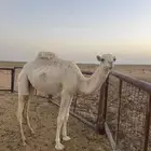 حقه وضحا كفو