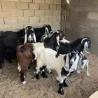 للبيع معزا مواليد طيبه