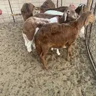 الرياض ضرماء العارضية