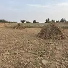 علف حلال العدد تقريبا  790 حبه