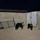 3 تيوس وجفره عوارض