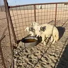 غنم ارخال جذعات للبيع