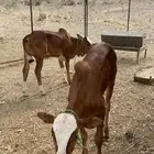 للبيع حسلان