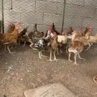 ديوك