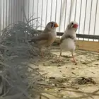 جوز زيبرا قريب الانتاج الموقع عفيف