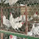 دجاج فيومي ألمنيوم