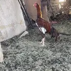 دجاج باكستاني