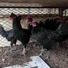 ديوك بلدي اسود للبيع