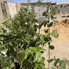 شتلات ليمون وزينه ورود