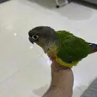 ببغاء كنيور