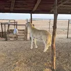 مشروع فحل صنف الصنف الموقع المظيلف تم البيعع
