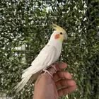 ذكر كروان لاتينو اليف و بدايه كلام عنده تبويس